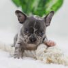 Image of Cody, a French Bulldog puppy