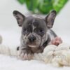 Image of Cody, a French Bulldog puppy