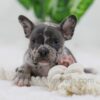 Image of Cody, a French Bulldog puppy