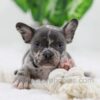 Image of Cody, a French Bulldog puppy