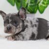 Image of Cody, a French Bulldog puppy