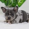 Image of Cody, a French Bulldog puppy