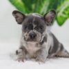 Image of Cody, a French Bulldog puppy