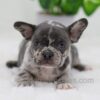 Image of Cody, a French Bulldog puppy