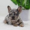 Image of Cole, a French Bulldog puppy