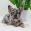 Image of Cole, a French Bulldog puppy