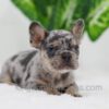 Image of Cole, a French Bulldog puppy