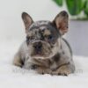 Image of Cole, a French Bulldog puppy