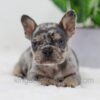 Image of Cole, a French Bulldog puppy