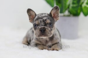 Image of Cole, a French Bulldog puppy