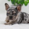 Image of Cole, a French Bulldog puppy