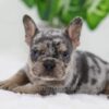 Image of Cole, a French Bulldog puppy