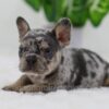 Image of Cole, a French Bulldog puppy