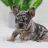 Image of Cole, a French Bulldog puppy