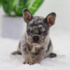 Image of Cole, a French Bulldog puppy