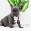 Image of Cooper, a French Bulldog puppy