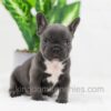Image of Cooper, a French Bulldog puppy