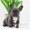 Image of Cooper, a French Bulldog puppy