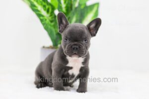 Image of Cooper, a French Bulldog puppy