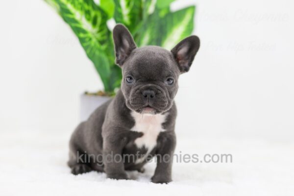 Image of Cooper, a French Bulldog puppy