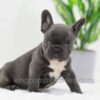 Image of Cooper, a French Bulldog puppy