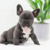 Image of Cooper, a French Bulldog puppy