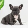 Image of Cooper, a French Bulldog puppy