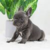 Image of Daisy, a French Bulldog puppy