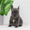 Image of Daisy, a French Bulldog puppy