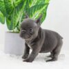 Image of Daisy, a French Bulldog puppy