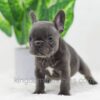Image of Daisy, a French Bulldog puppy