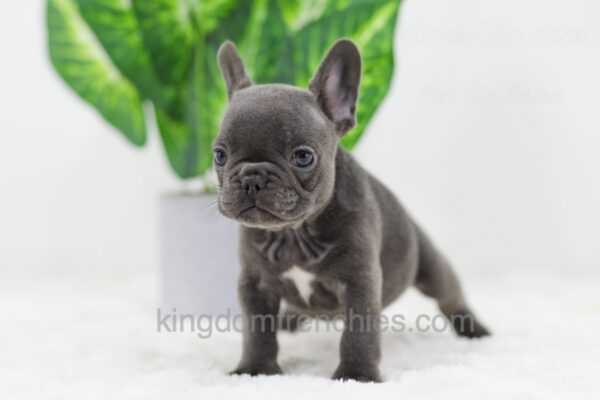 Image of Daisy, a French Bulldog puppy