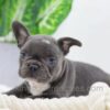 Image of Darth, a French Bulldog puppy