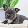 Image of Darth, a French Bulldog puppy