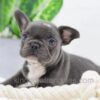 Image of Darth, a French Bulldog puppy