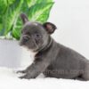 Image of Darth, a French Bulldog puppy