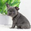 Image of Darth, a French Bulldog puppy