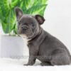 Image of Darth, a French Bulldog puppy