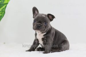 Image of Darth, a French Bulldog puppy