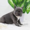 Image of Darth, a French Bulldog puppy