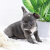 Image of Darth, a French Bulldog puppy