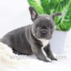 Image of Darth, a French Bulldog puppy