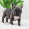 Image of Darth, a French Bulldog puppy