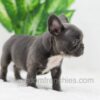 Image of Darth, a French Bulldog puppy