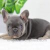 Image of Digger, a French Bulldog puppy