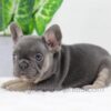 Image of Digger, a French Bulldog puppy