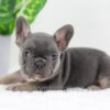 Image of Digger, a French Bulldog puppy