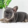 Image of Digger, a French Bulldog puppy