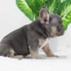 Image of Digger, a French Bulldog puppy