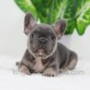 Image of Digger, a French Bulldog puppy